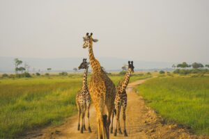 3 Days Tanzania Classic Safari