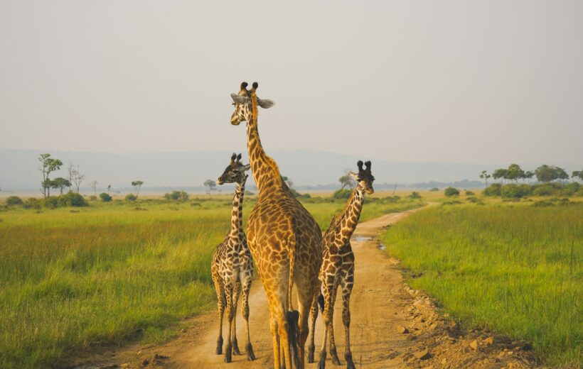 3 Days Tanzania Classic Safari
