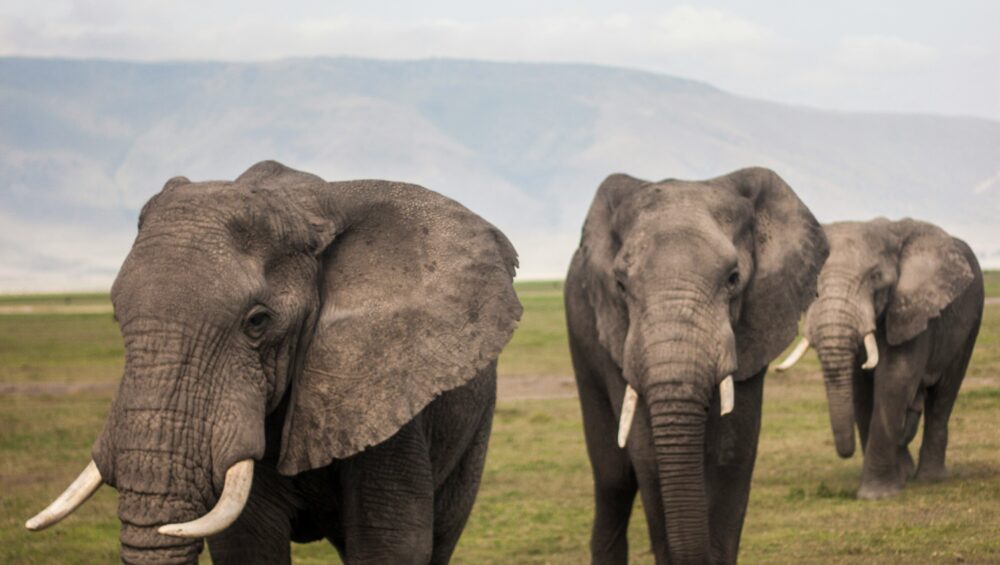 Serengeti wildebeest migration,